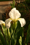 Iris germanica 'Florentina' RCP4-2014 30.JPG